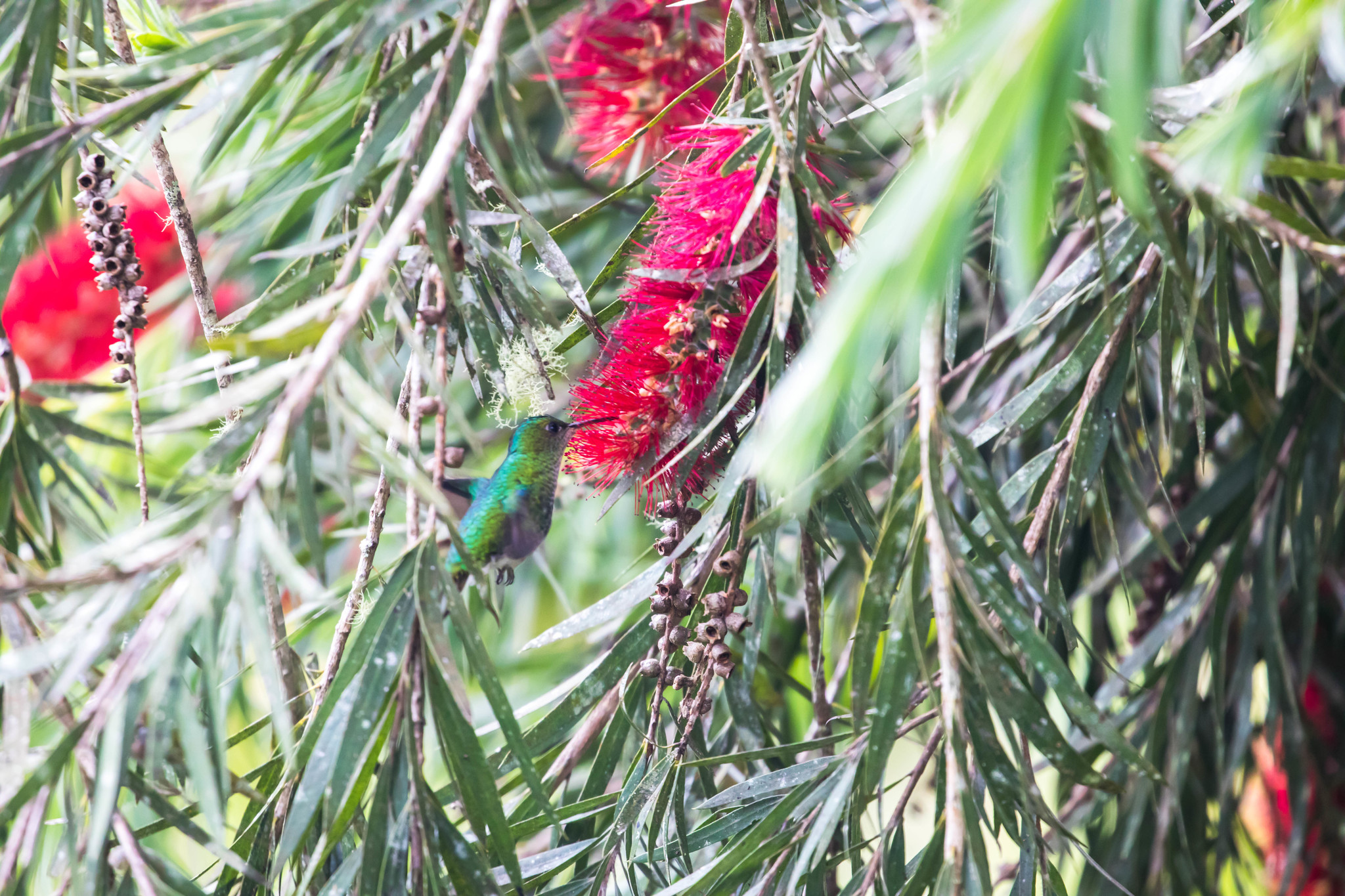 White-tailed Emerald (Microchera chionura), photo 6