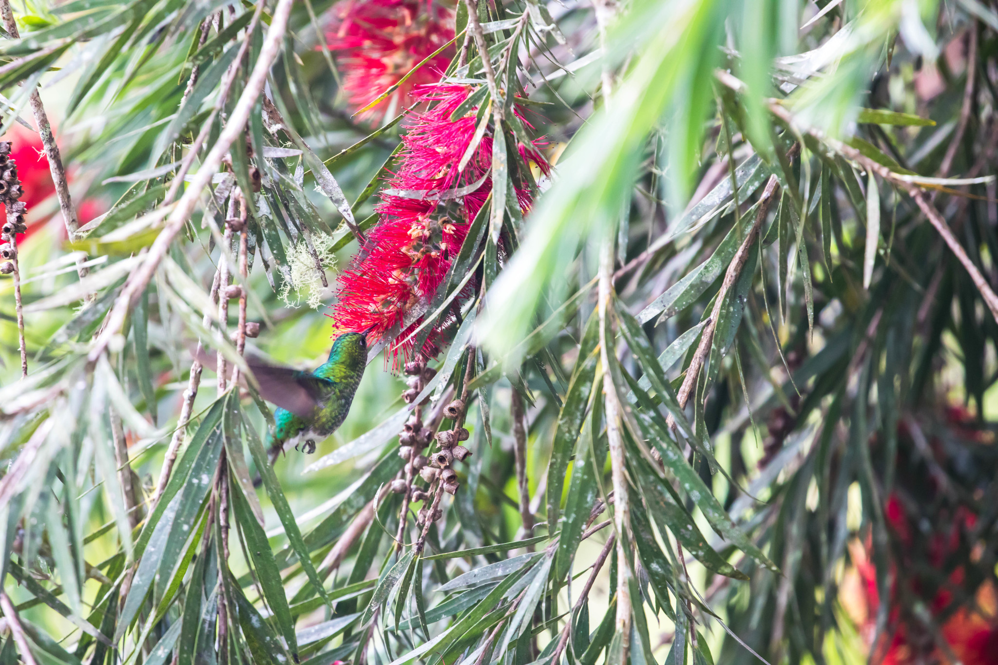 White-tailed Emerald (Microchera chionura), photo 7