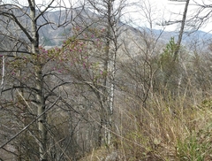 Rhododendron ledebourii