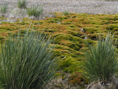 Poa flabellata