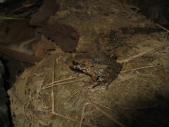 Leptodactylus podicipinus