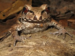 Leptodactylus pentadactylus