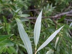 Salix arbusculoides