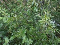 Salix arbusculoides