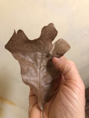 Polystepha symmetrica