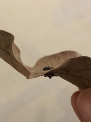 Polystepha symmetrica