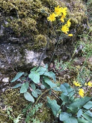 Hieracium glaucinum