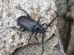 Prionus insularis
