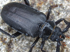 Prionus insularis