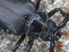 Prionus insularis