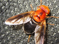 Volucella linearis