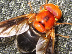 Volucella linearis