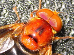 Volucella linearis