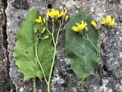 Hieracium glaucinum