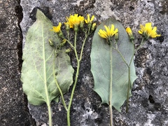Hieracium glaucinum