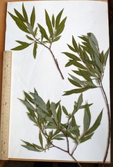 Salix arbusculoides