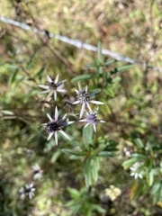 Eryngium integrifolium
