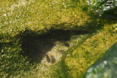 Abudefduf declivifrons