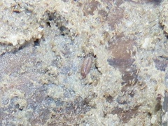 Littorophiloscia
