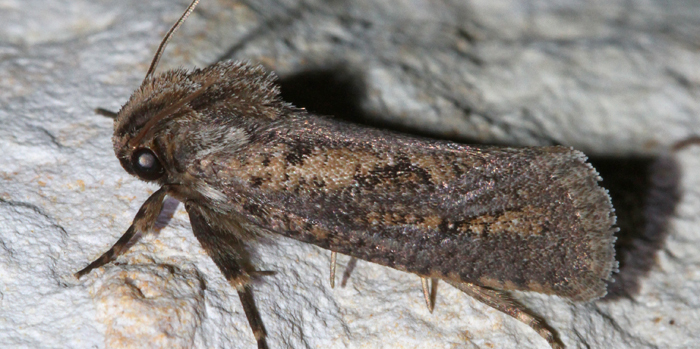 Clemens' Grass Tubeworm Moth from Edwards County, TX, USA on October 11 ...