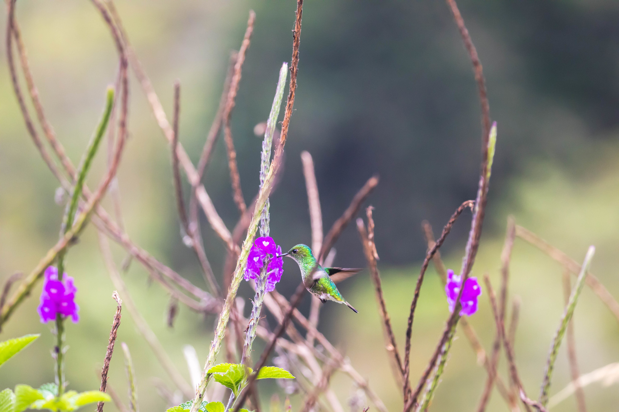 White-tailed Emerald (Microchera chionura), photo 5