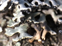Hypogymnia incurvoides