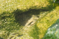 Abudefduf declivifrons