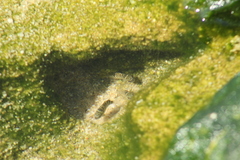 Abudefduf declivifrons