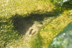 Abudefduf declivifrons