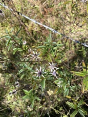 Eryngium integrifolium