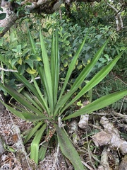 Furcraea hexapetala