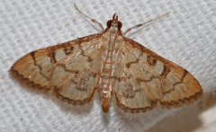 Mimorista trimaculalis