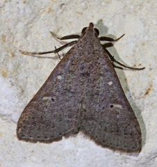 Bleptina flaviguttalis