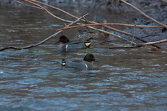 Anas crecca carolinensis