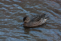 Anas crecca carolinensis