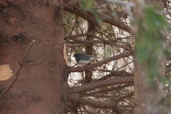 Junco hyemalis