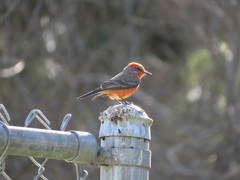 Pyrocephalus rubinus