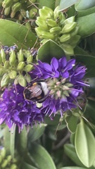 Bombus terrestris