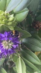 Bombus terrestris