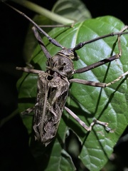 Macropophora accentifer