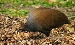 Megapodius reinwardt