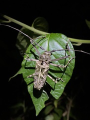 Macropophora accentifer