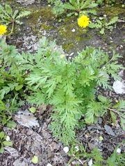 Artemisia absinthium