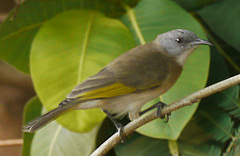 Conopophila albogularis