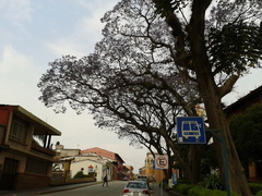 Jacaranda mimosifolia