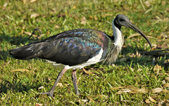 Threskiornis spinicollis