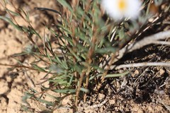 Brachyscome lineariloba