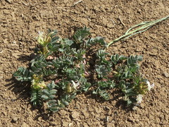 Astragalus iodanthus