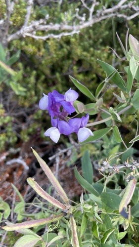 Lathyrus magellanicus, photograph 1