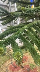 Araucaria araucana